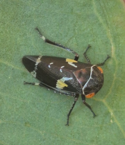 Eurymeloides punctata, 2026-01-08