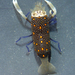 Cortez Barrel Shrimp - Photo (c) Robin Gwen Agarwal, some rights reserved (CC BY-NC), uploaded by Robin Gwen Agarwal