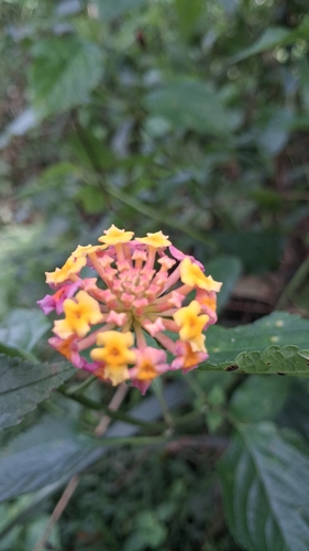 Lantana camara