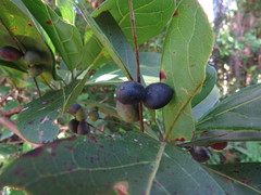 Terminalia muelleri