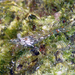 Tidepool Shrimp - Photo (c) Robin Gwen Agarwal, some rights reserved (CC BY-NC), uploaded by Robin Gwen Agarwal