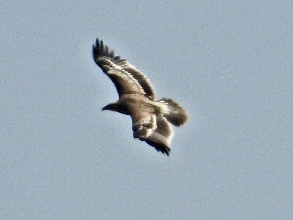 Eastern Imperial Eagle (Aquila heliaca), photo 3