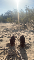 Cynomorium coccineum