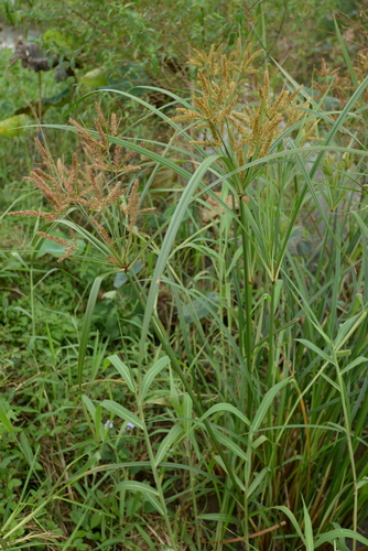 Cyperus ohwii iNat (2)