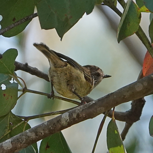 Striated Thornbill (Acanthiza lineata), photo 8