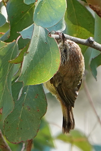 Striated Thornbill (Acanthiza lineata), photo 9