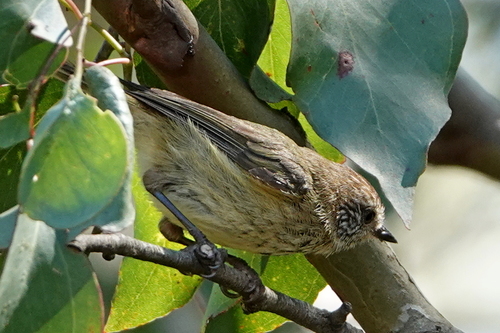 Striated Thornbill (Acanthiza lineata), photo 10