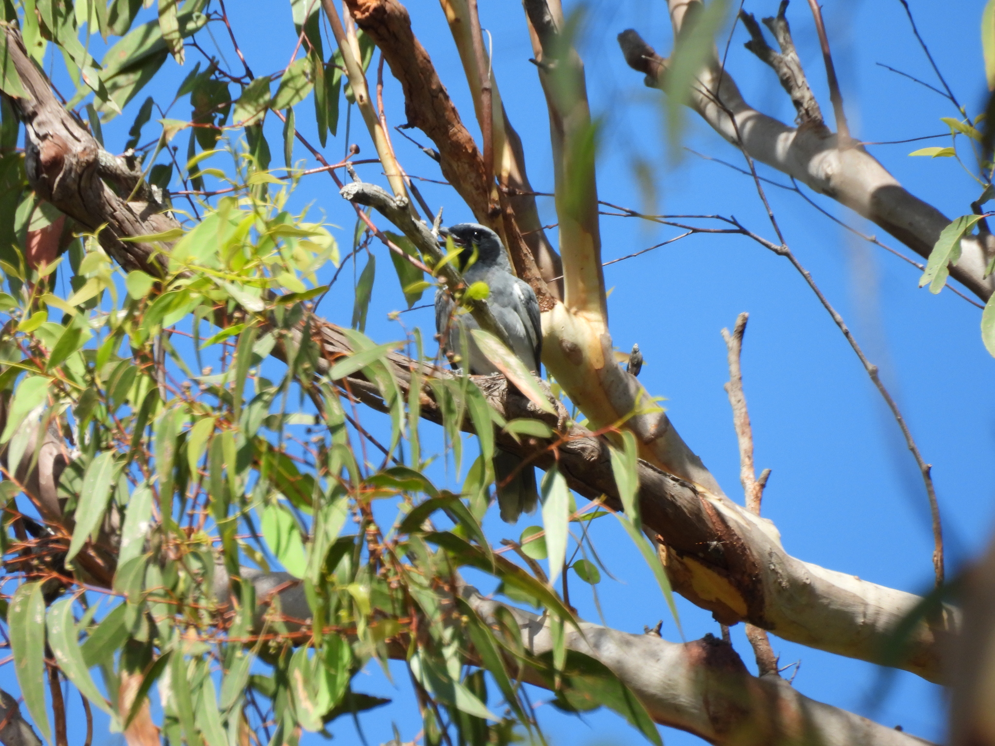 Black-faced Cuckooshrike (Coracina novaehollandiae), photo 4