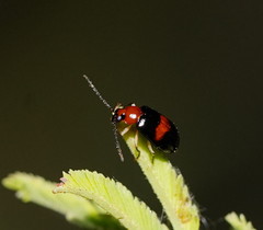 Monolepta rubrofasciata