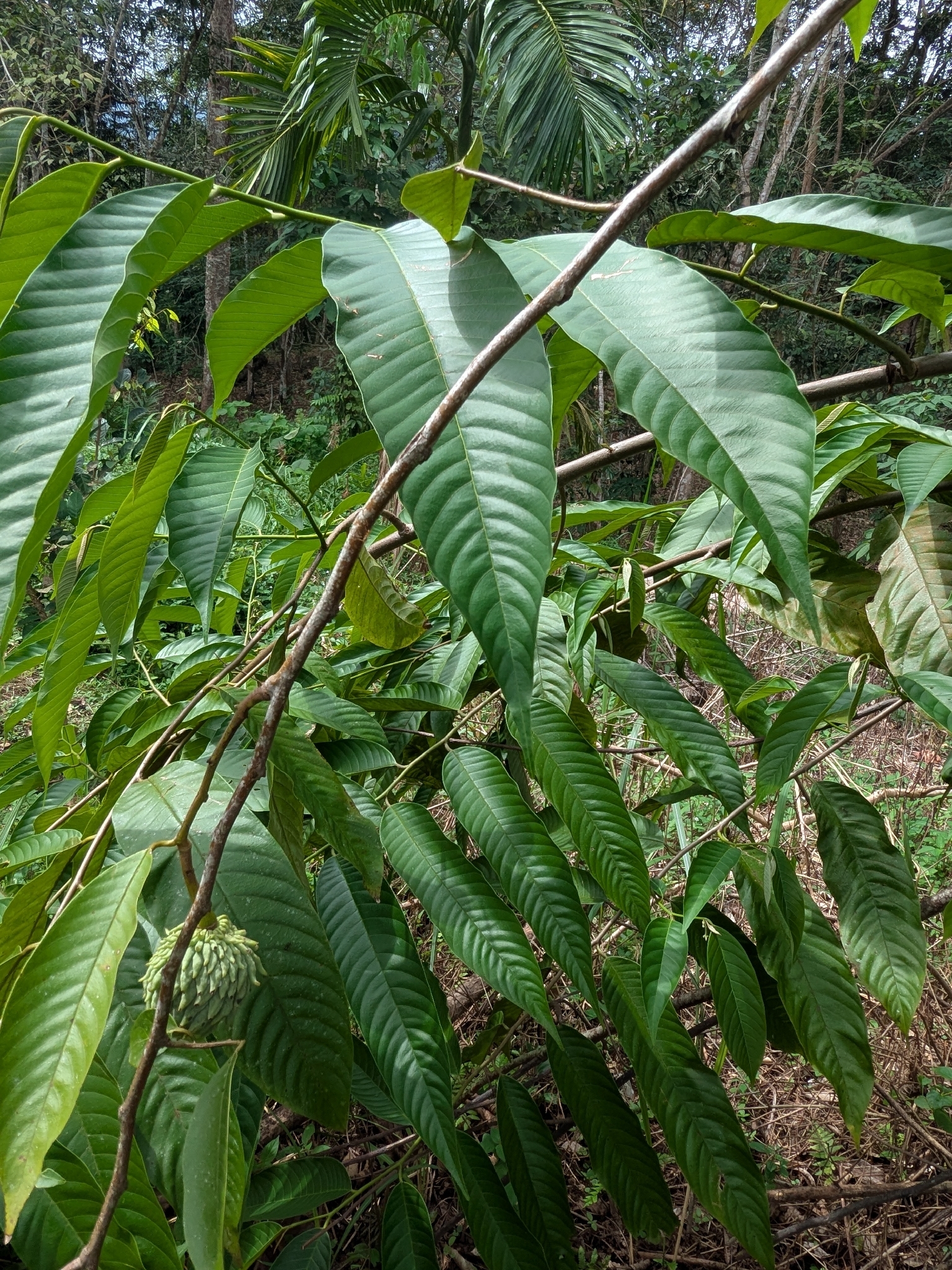 Soursop