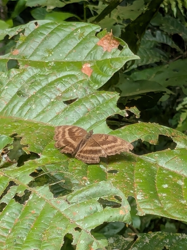 Junonia iphita