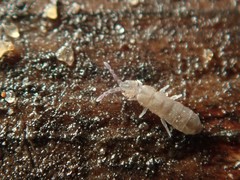 Vertagopus pseudocinereus