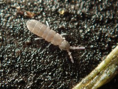 Vertagopus pseudocinereus