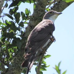 Pachycoccyx audeberti