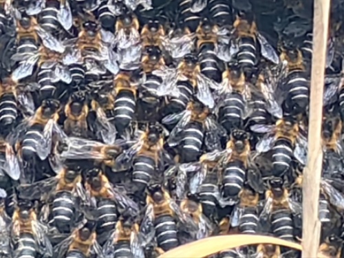 Himalayan Giant Honey Bee