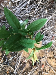 Sida hackettiana