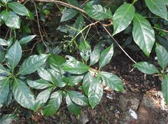 Psychotria asiatica