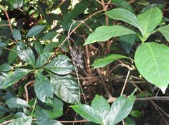 Psychotria asiatica