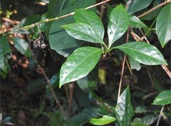 Psychotria asiatica