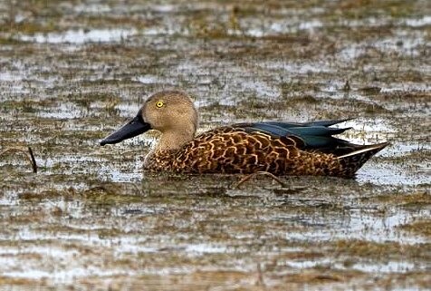Cape Shoveler (Spatula smithii), photo 2