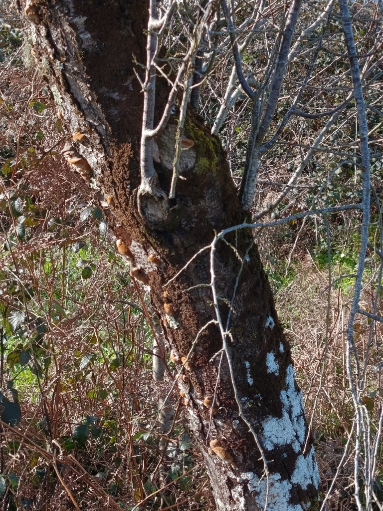 Phellinus pomaceus · January 2026 · photo: © carl_ramirez (iNaturalist, cc-by)