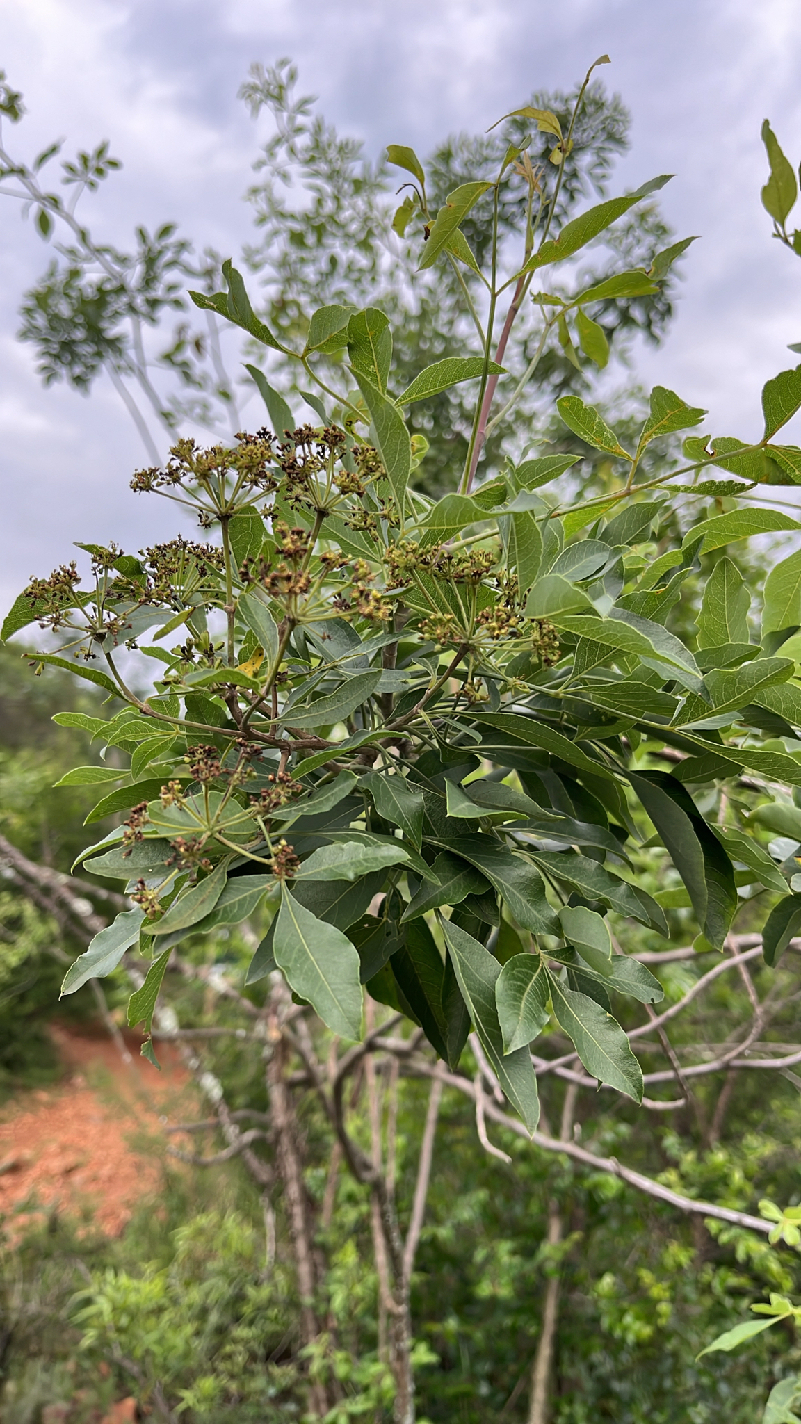 Imagem de Heteromorpha arborescens