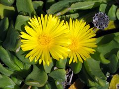 Glottiphyllum