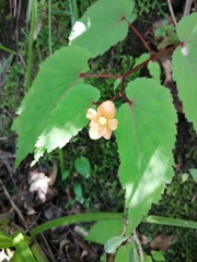 Begonia sutherlandii