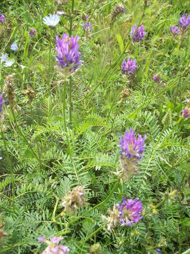 saintfoin milk vetch