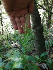 Habenaria malacophylla