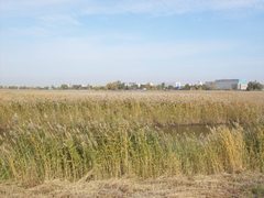 Phragmites australis