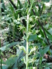 Habenaria malacophylla