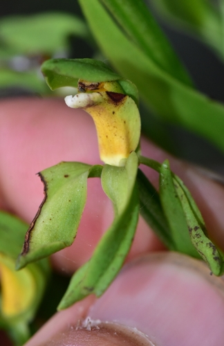 Megastylis latissima