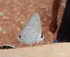 Hypolycaena phorbas