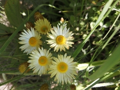 Helichrysum herbaceum