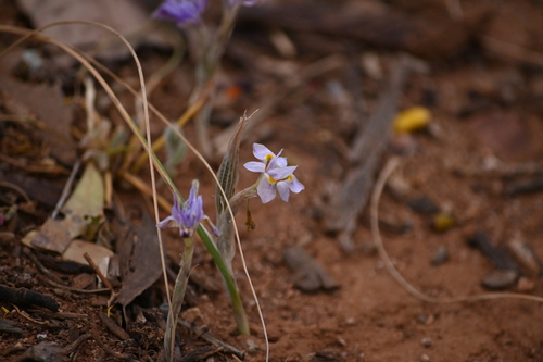 Paper Glasstulp (Moraea setifolia)