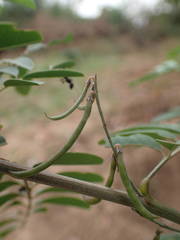 Indigofera suffruticosa