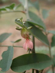 Indigofera suffruticosa