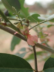 Indigofera suffruticosa
