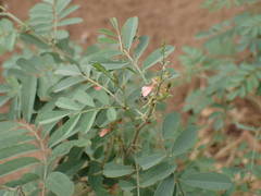 Indigofera suffruticosa
