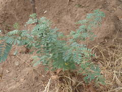 Indigofera suffruticosa