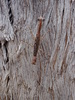 Ian Richard's Treerunner Mantis - Photo (c) sarah macdonald, some rights reserved (CC BY-NC), uploaded by sarah macdonald