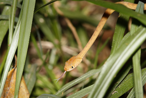 Brown Tree Snake sighting