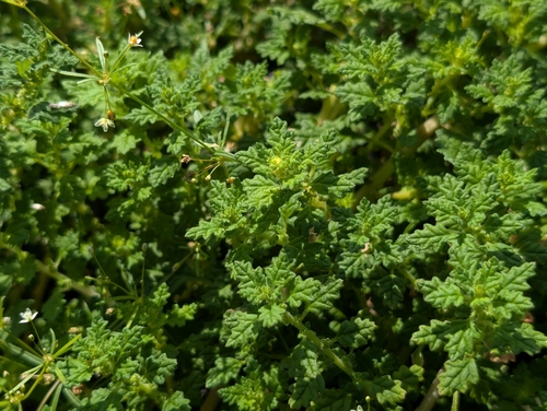 Green crumbweed (Dysphania carinata)