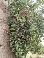 Tapinanthus