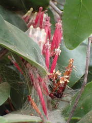 Tapinanthus