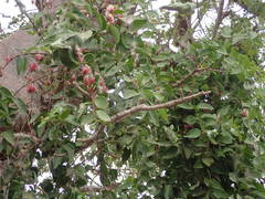 Tapinanthus