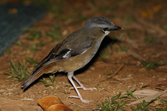 Gray-Headed Robin photo 5