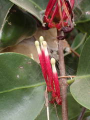 Tapinanthus