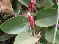 Tapinanthus